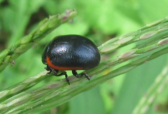 Chrysolina rossia? S (Chrysomelidae)
